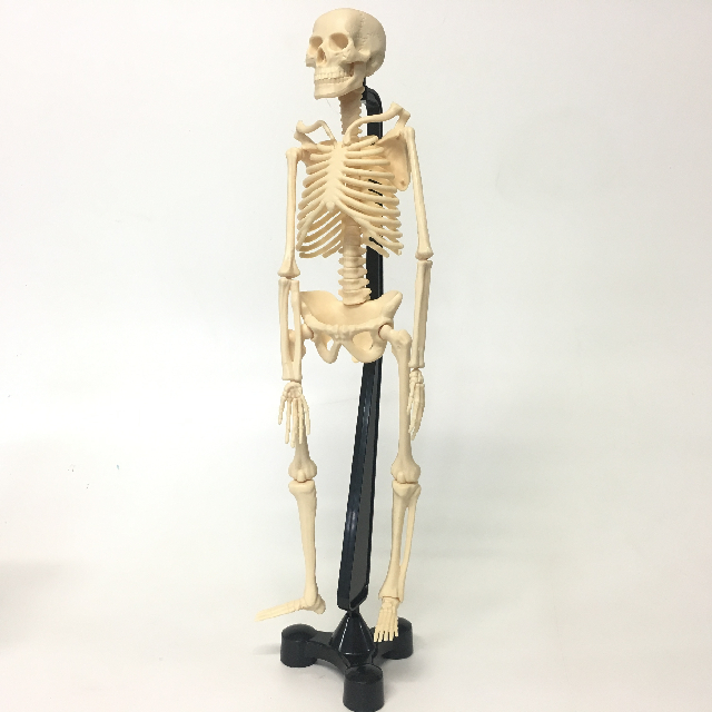 SKELETON, Model 50cm H